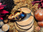 Preview: Archachatina Marginata Egregia
